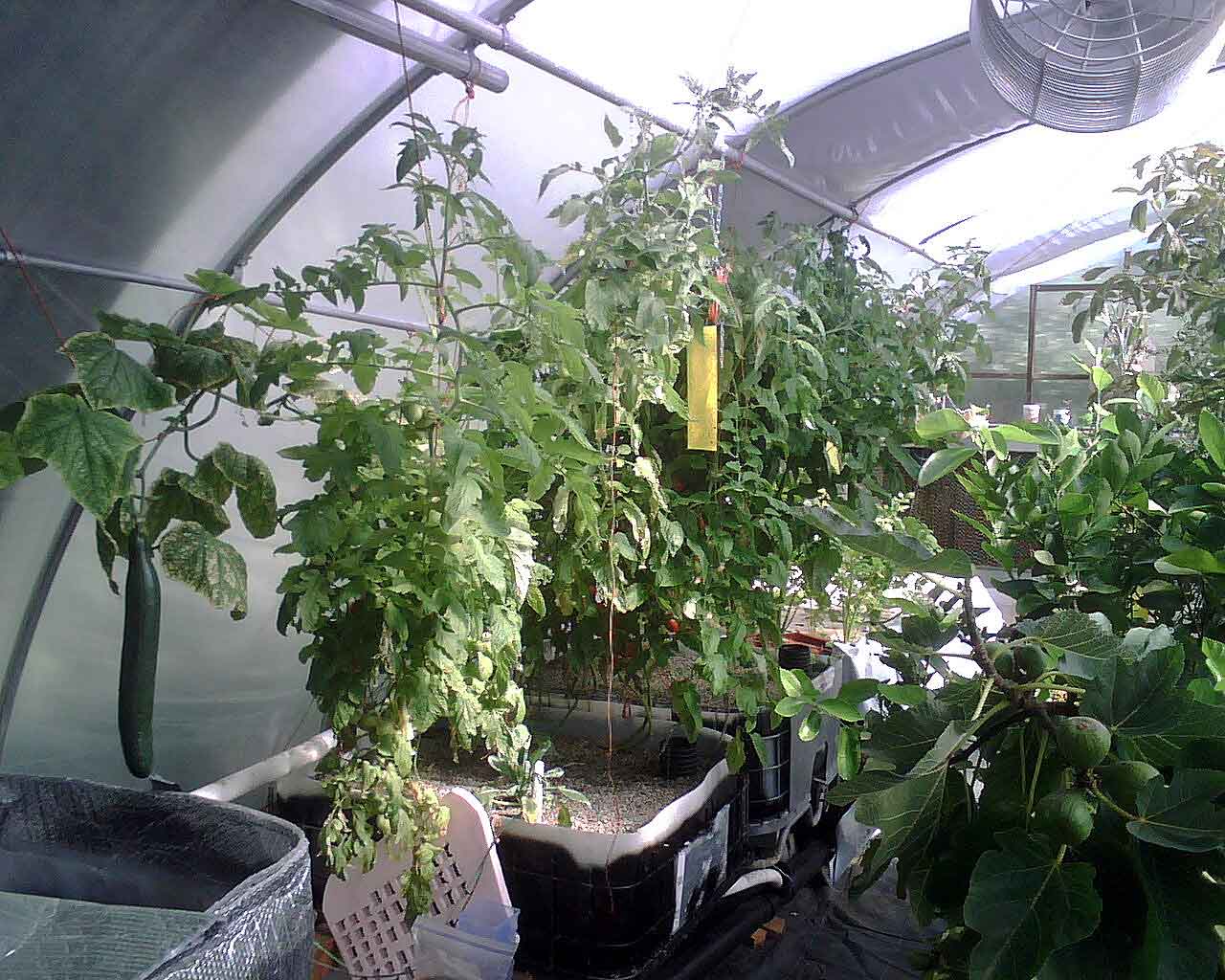 Greenhouse Aquaponics System Design