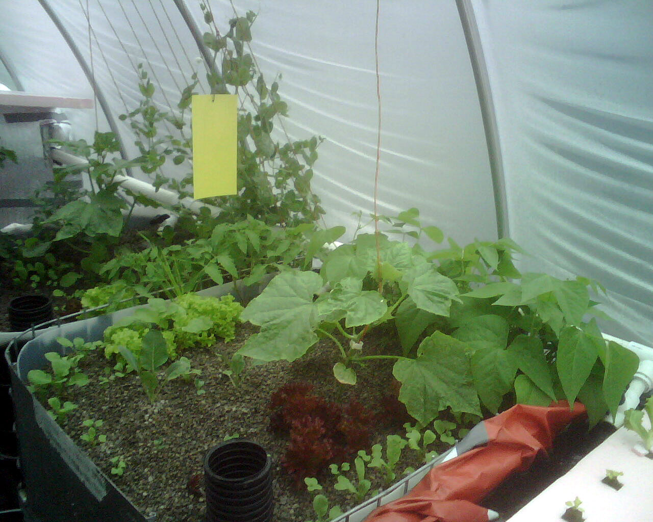 Utah Aquaponic System Construction and Early Startup