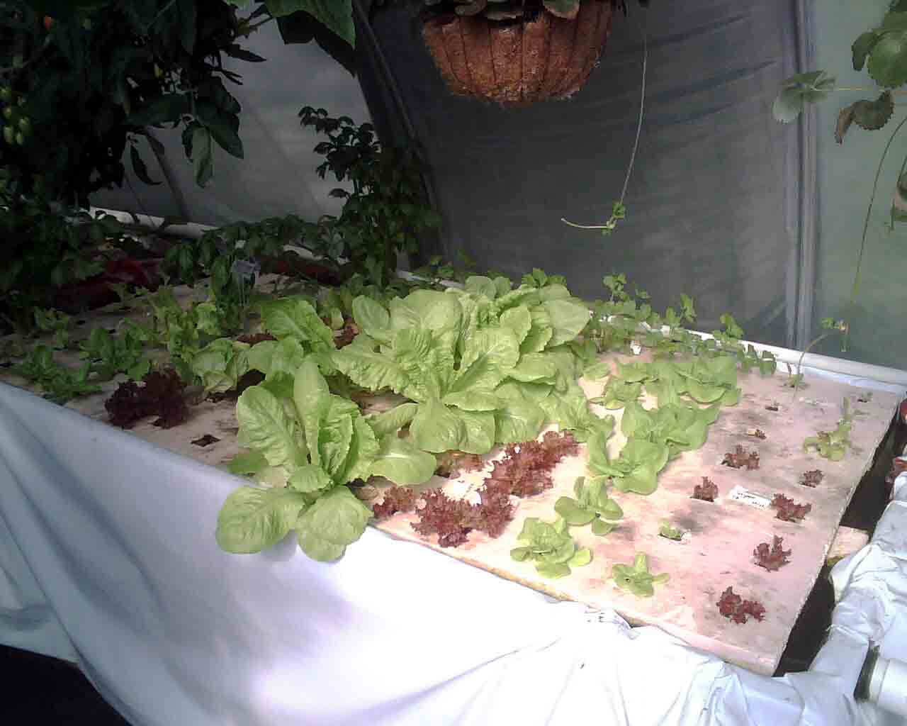 Utah Aquaponic System Fish Selection and Care
