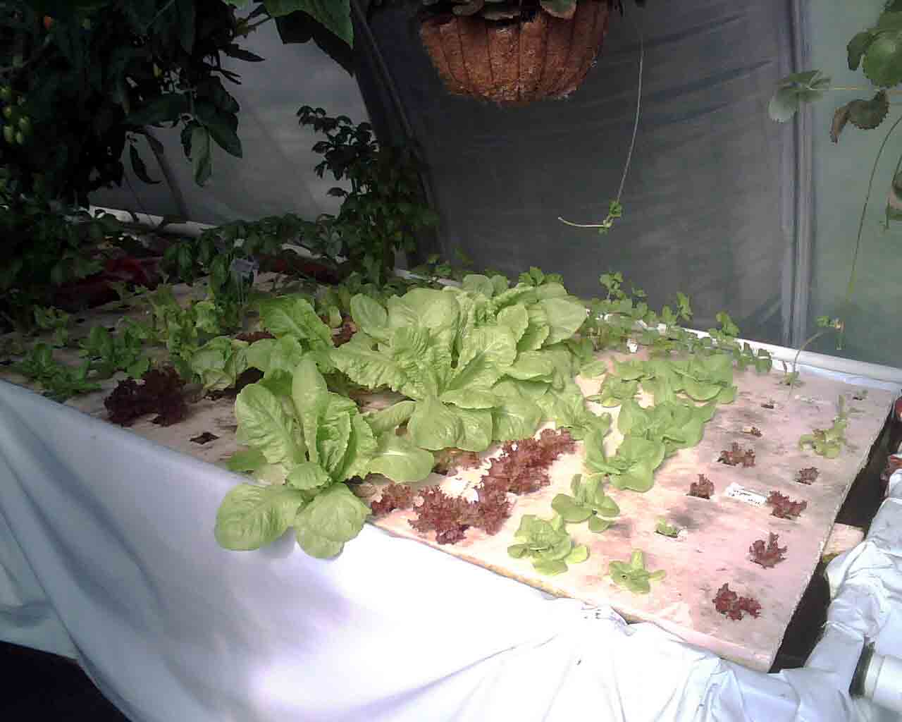 Utah Aquaponics System